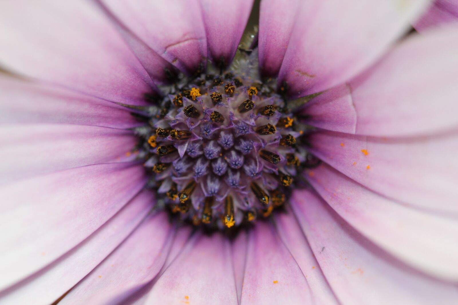 Canon EOS 550D (EOS Rebel T2i / EOS Kiss X4) sample photo. Pink, purple, flower photography