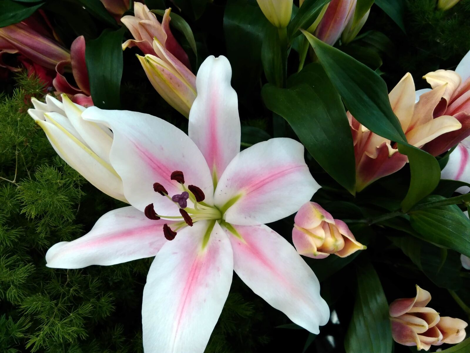 Lenovo S60-A sample photo. Amaryllis, detail, pistil, lily photography