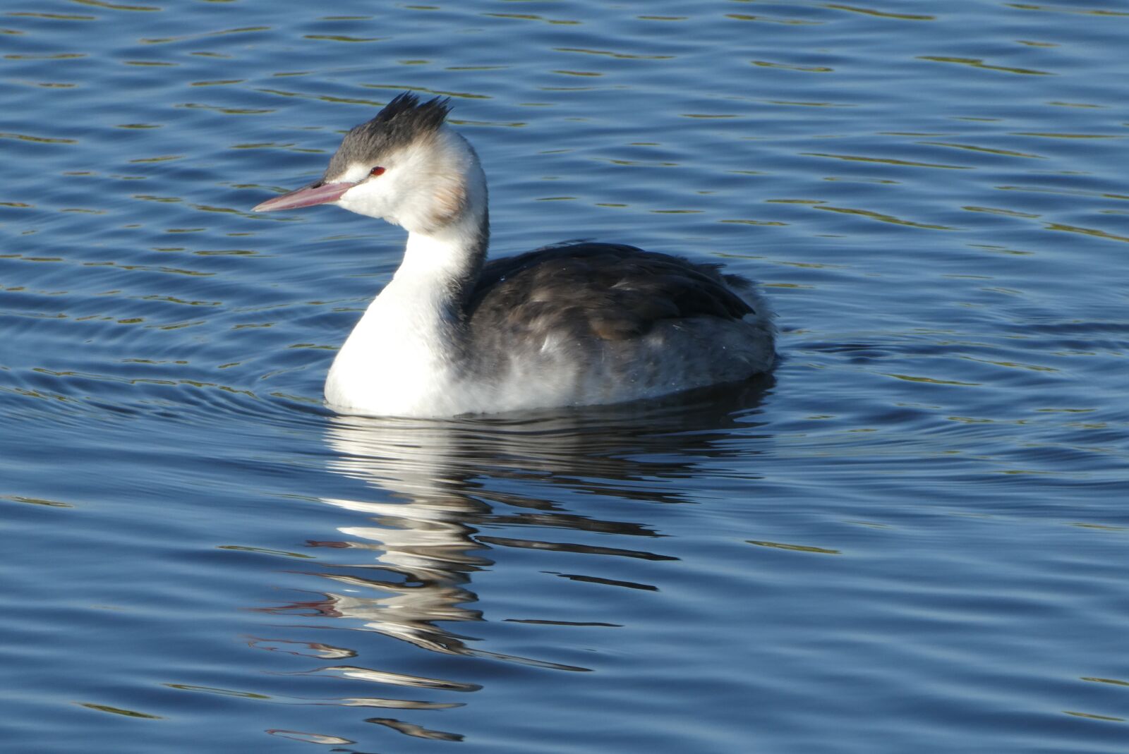 Panasonic Lumix DC-ZS70 (Lumix DC-TZ90) sample photo. Grebe, ditch, water photography