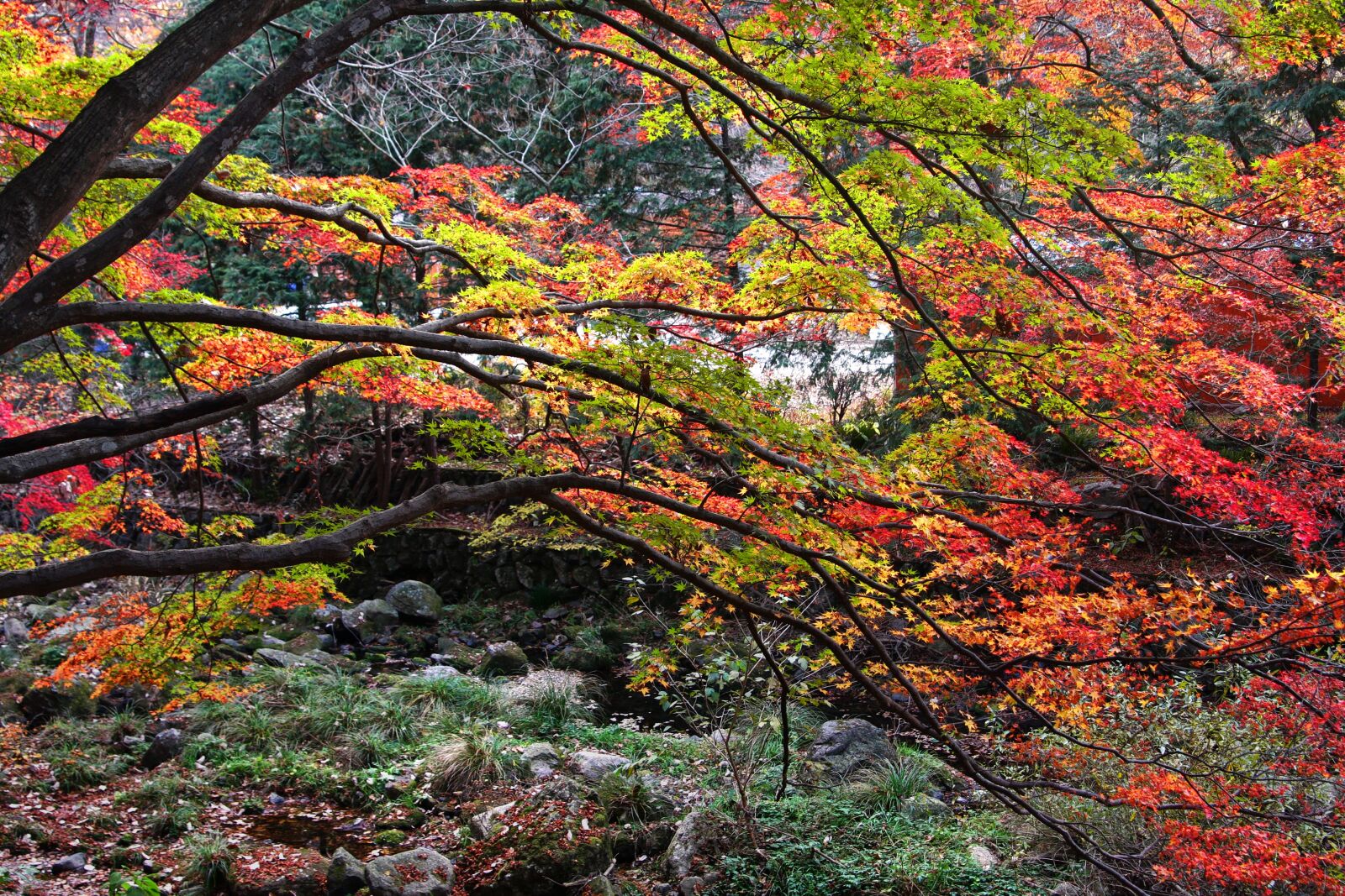 Canon EOS 40D sample photo. Baegyangsa, autumn, the leaves photography