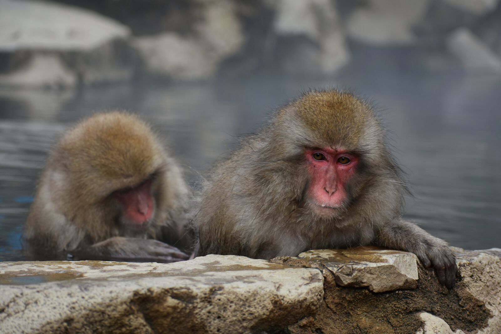 Nikon D7200 sample photo. Animal, monkey, baby japanese photography