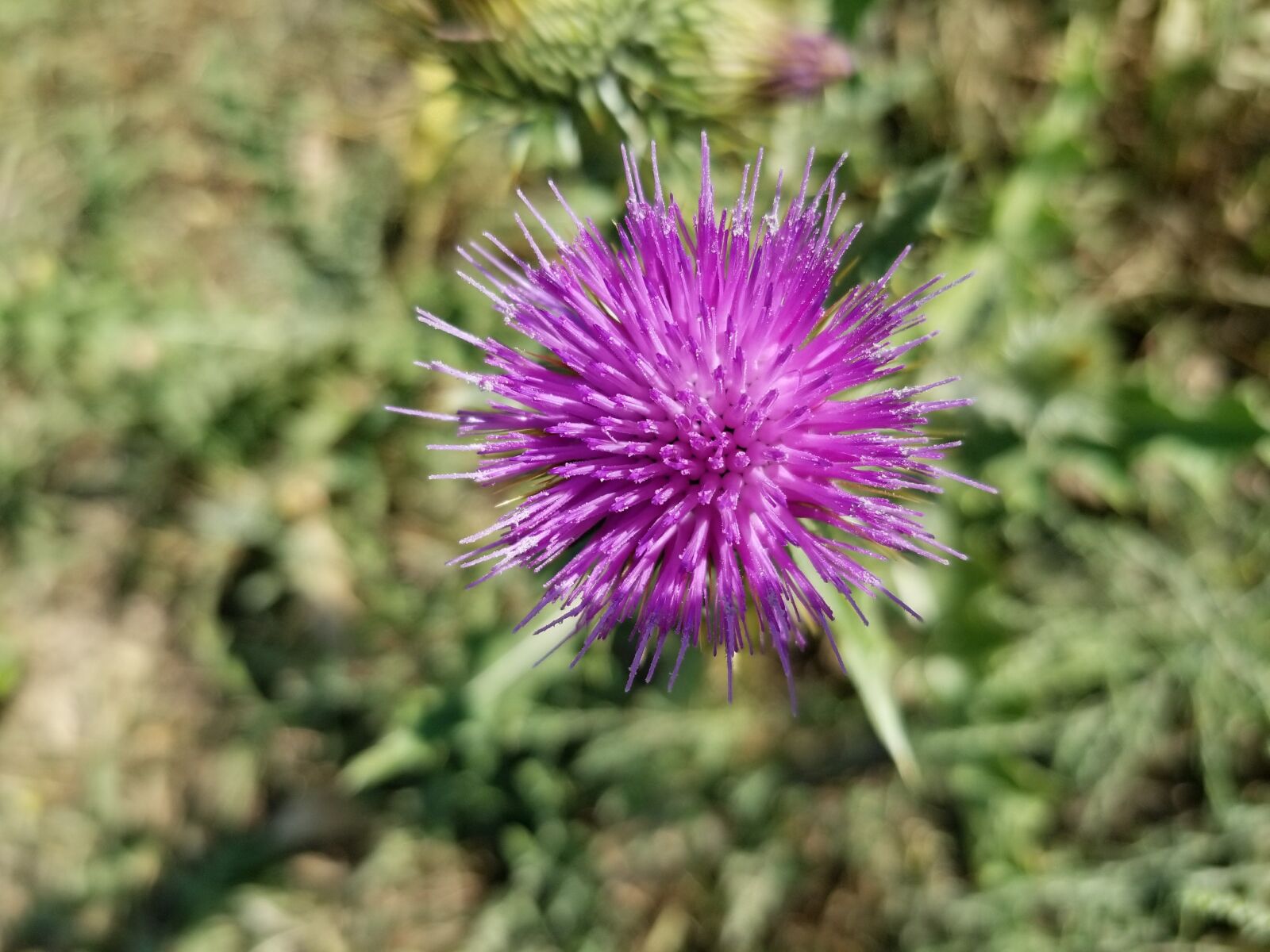 Samsung Galaxy S8 sample photo. Bristle thistle, purple wildflower photography