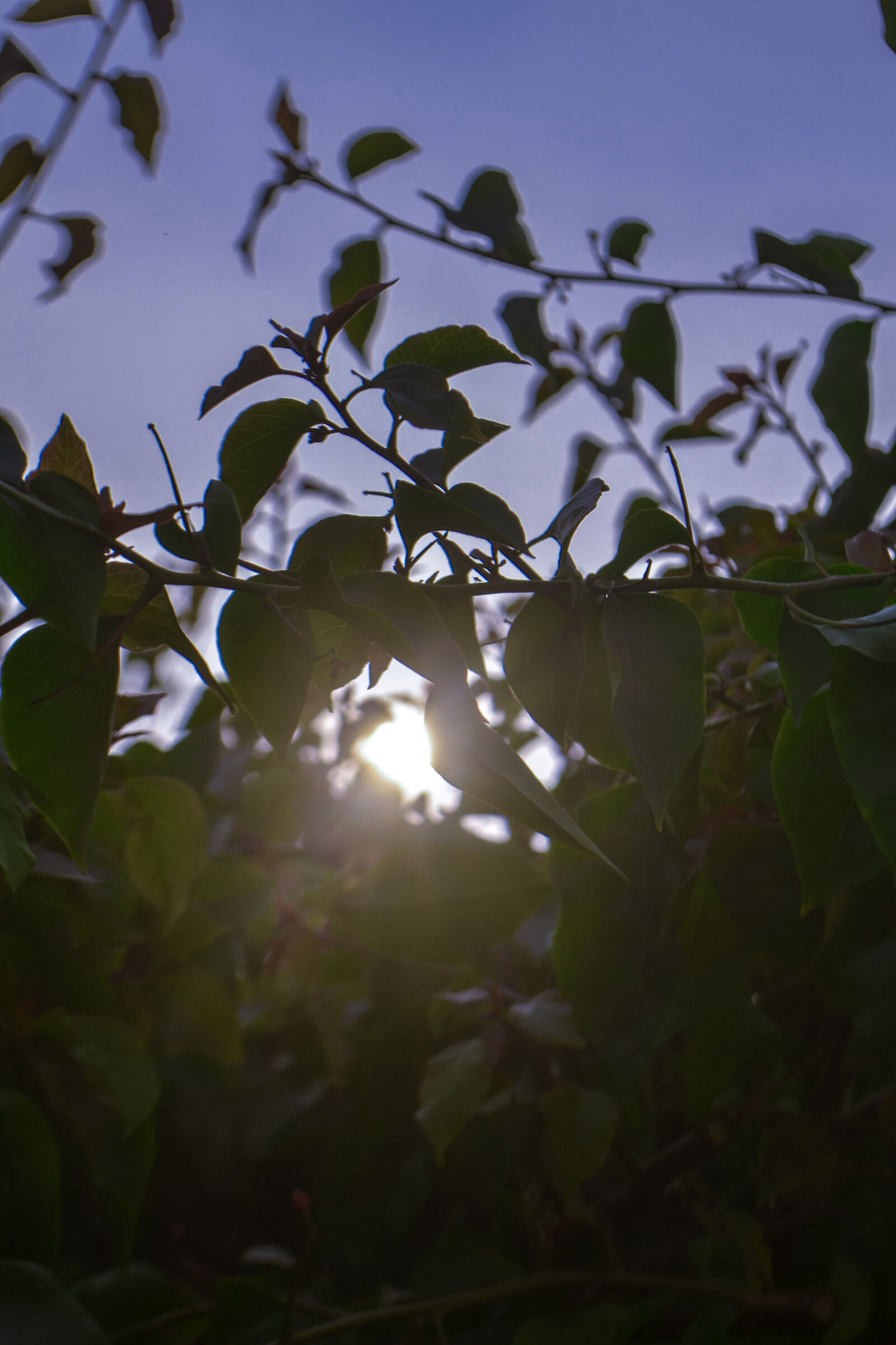 Nikon D3100 sample photo