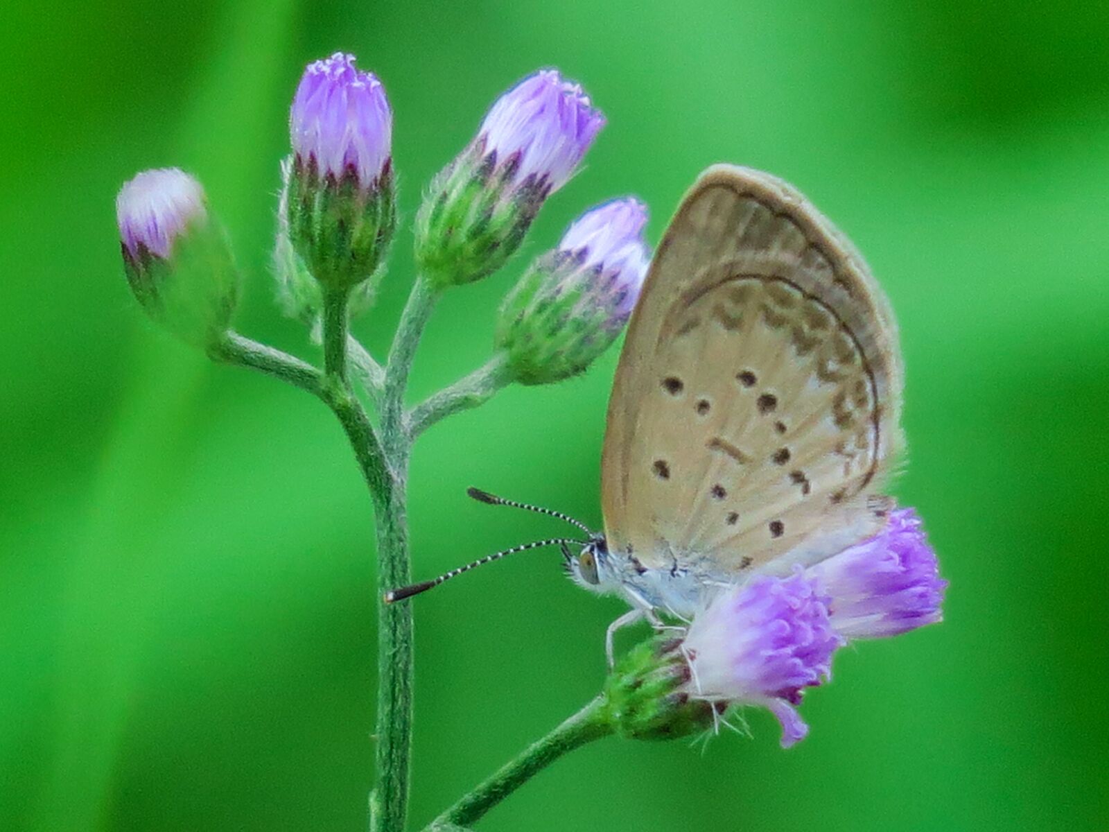 Canon PowerShot G3 X sample photo. Butterfly, natural, summer photography