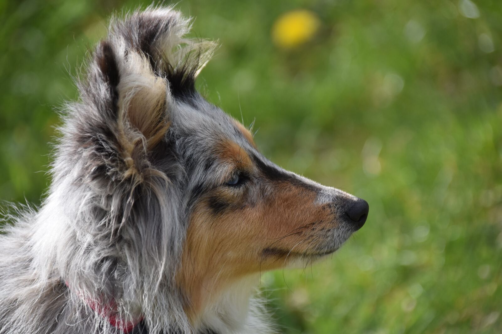 Nikon D5600 sample photo. Dog, bitch, dog portrait photography