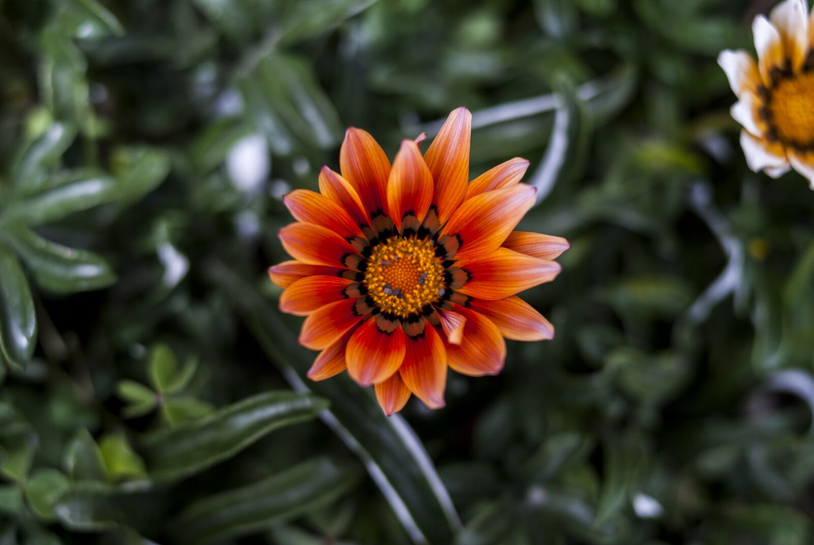 Nikon D60 sample photo. Plant, nature, summer photography