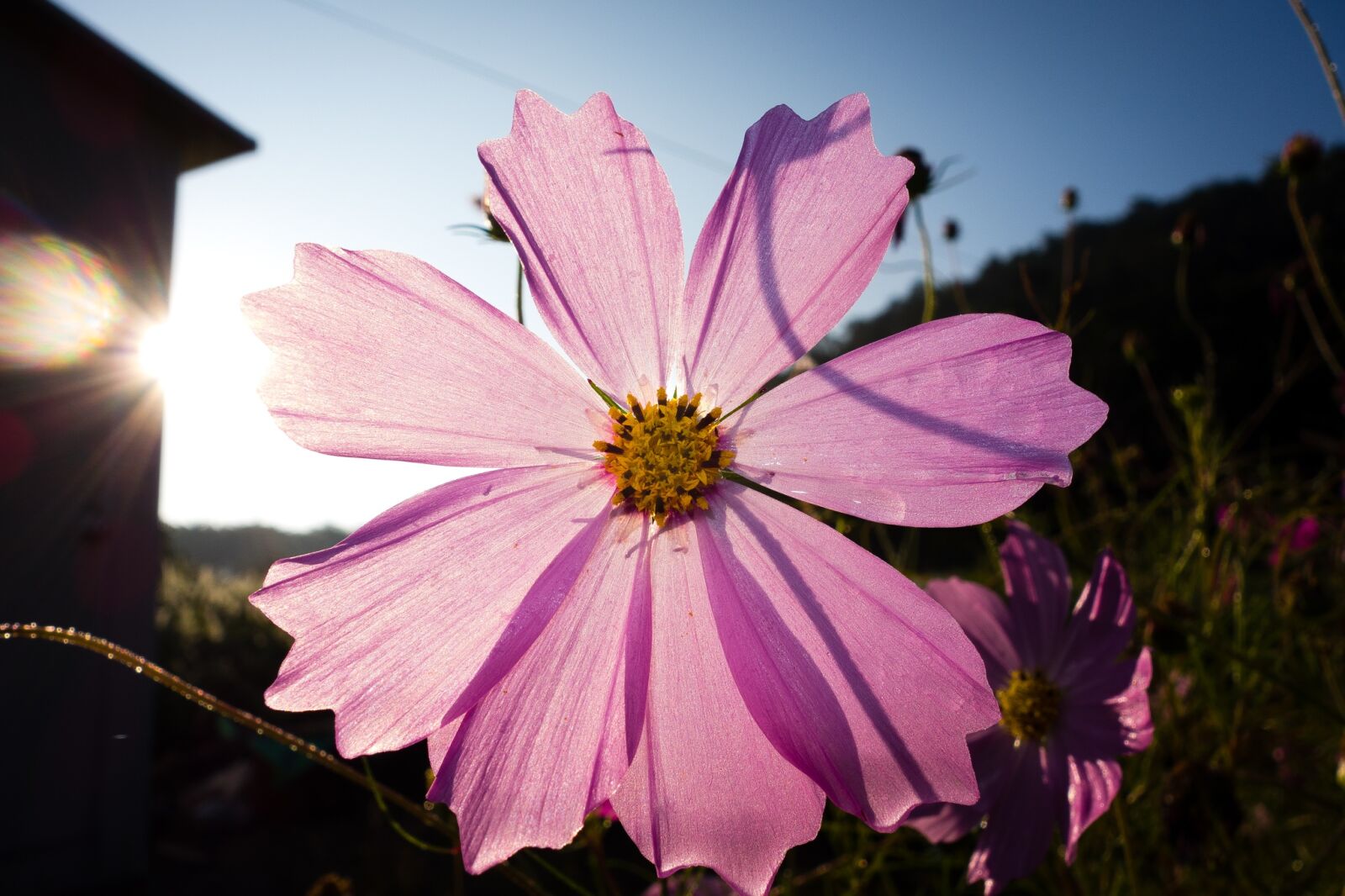 Sony Cyber-shot DSC-RX100 sample photo. Cosmos, cosmos flower, autumn photography