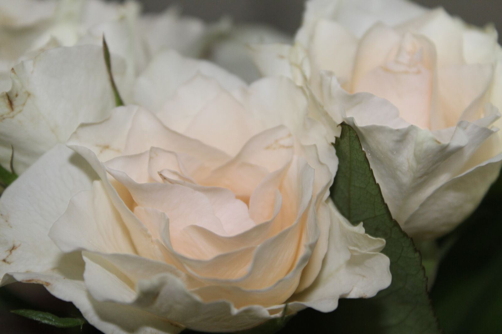Canon EOS 1300D (EOS Rebel T6 / EOS Kiss X80) sample photo. White roses, rose, romance photography
