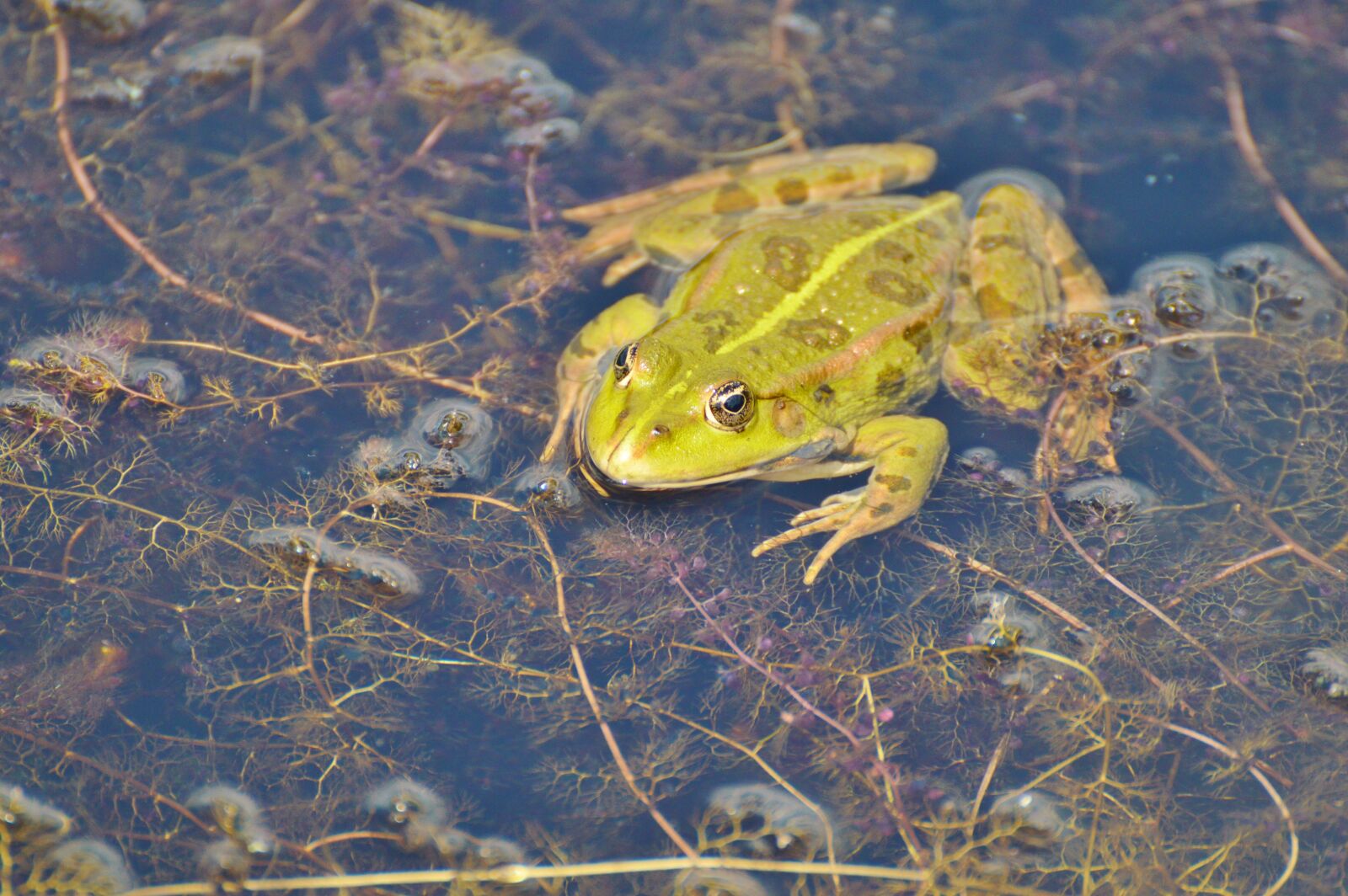 Nikon D3200 sample photo. Frog, pond, garden pond photography