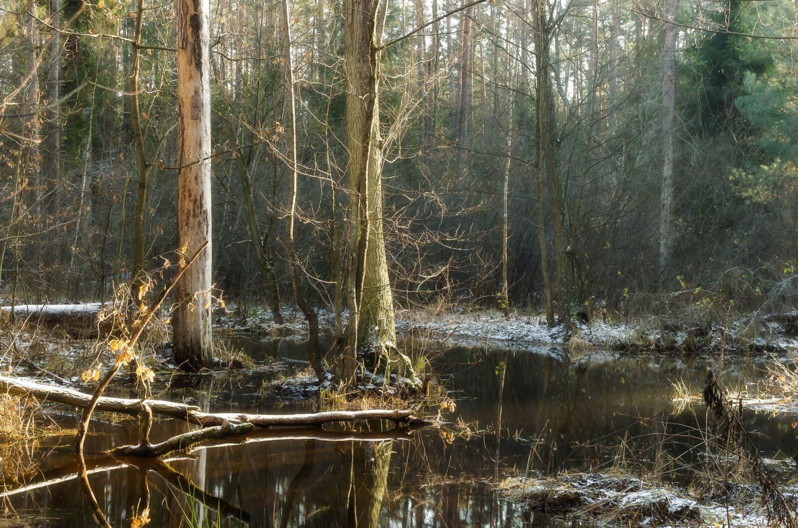 Canon EOS 700D (EOS Rebel T5i / EOS Kiss X7i) sample photo. River, winter, forest photography