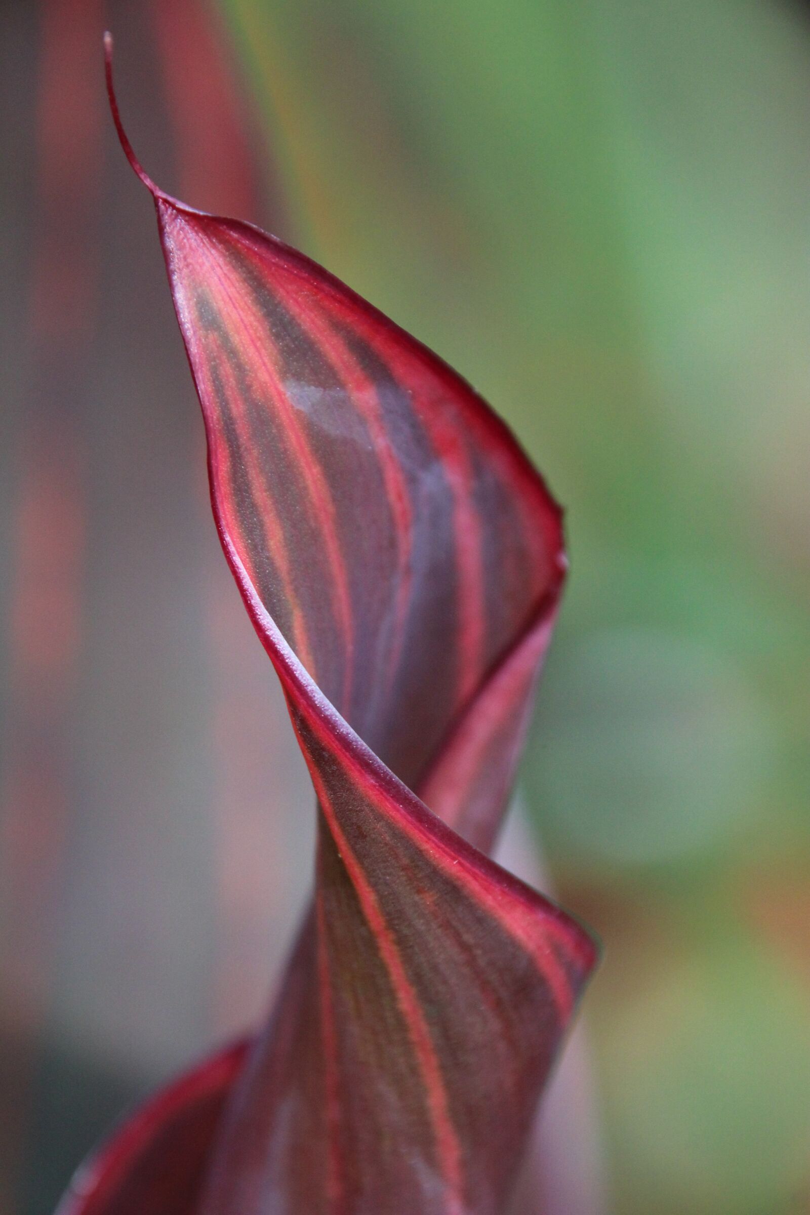 Canon EOS 1200D (EOS Rebel T5 / EOS Kiss X70 / EOS Hi) sample photo. Leaf, plant, rolled photography