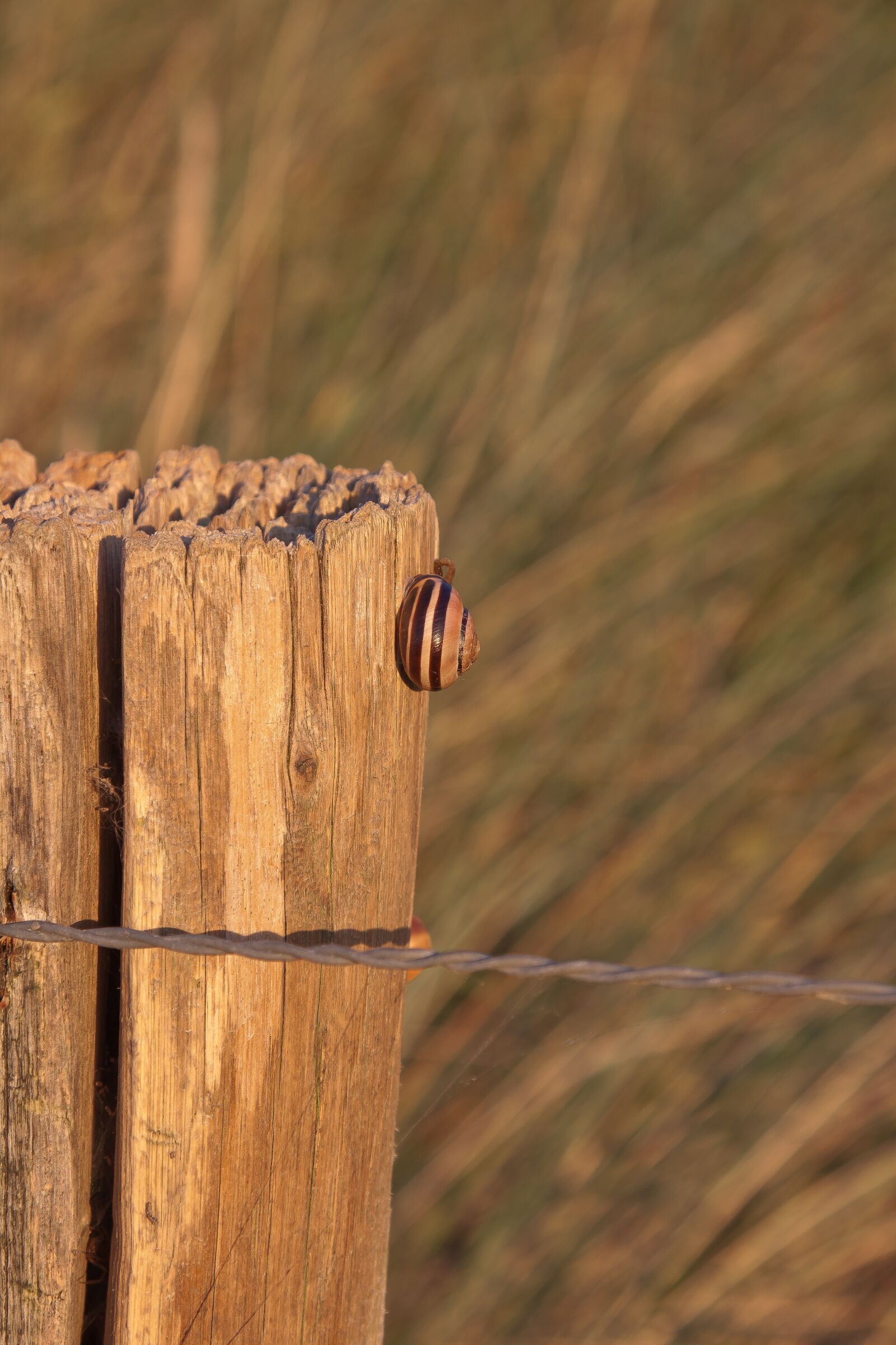 Canon EOS 50D + Canon EF 24-105mm F4L IS USM sample photo. Snail, pile, grass photography