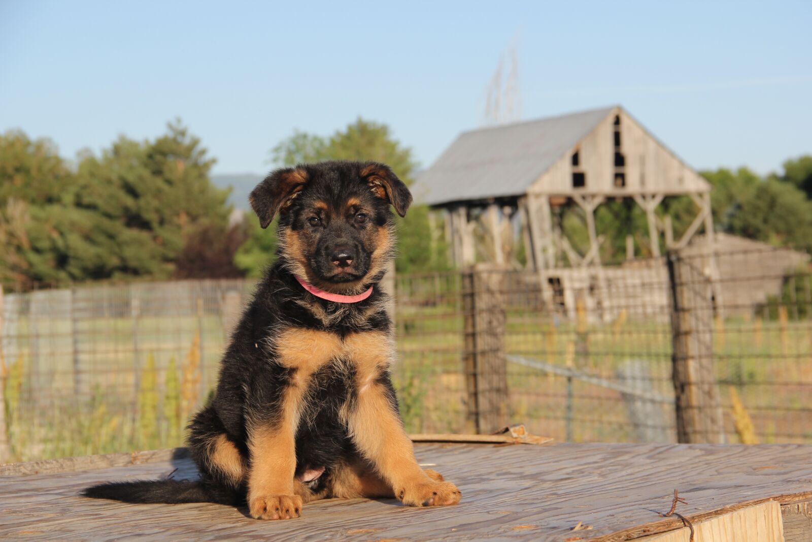 Canon EOS 60D sample photo. German shepherd, german shepherd photography