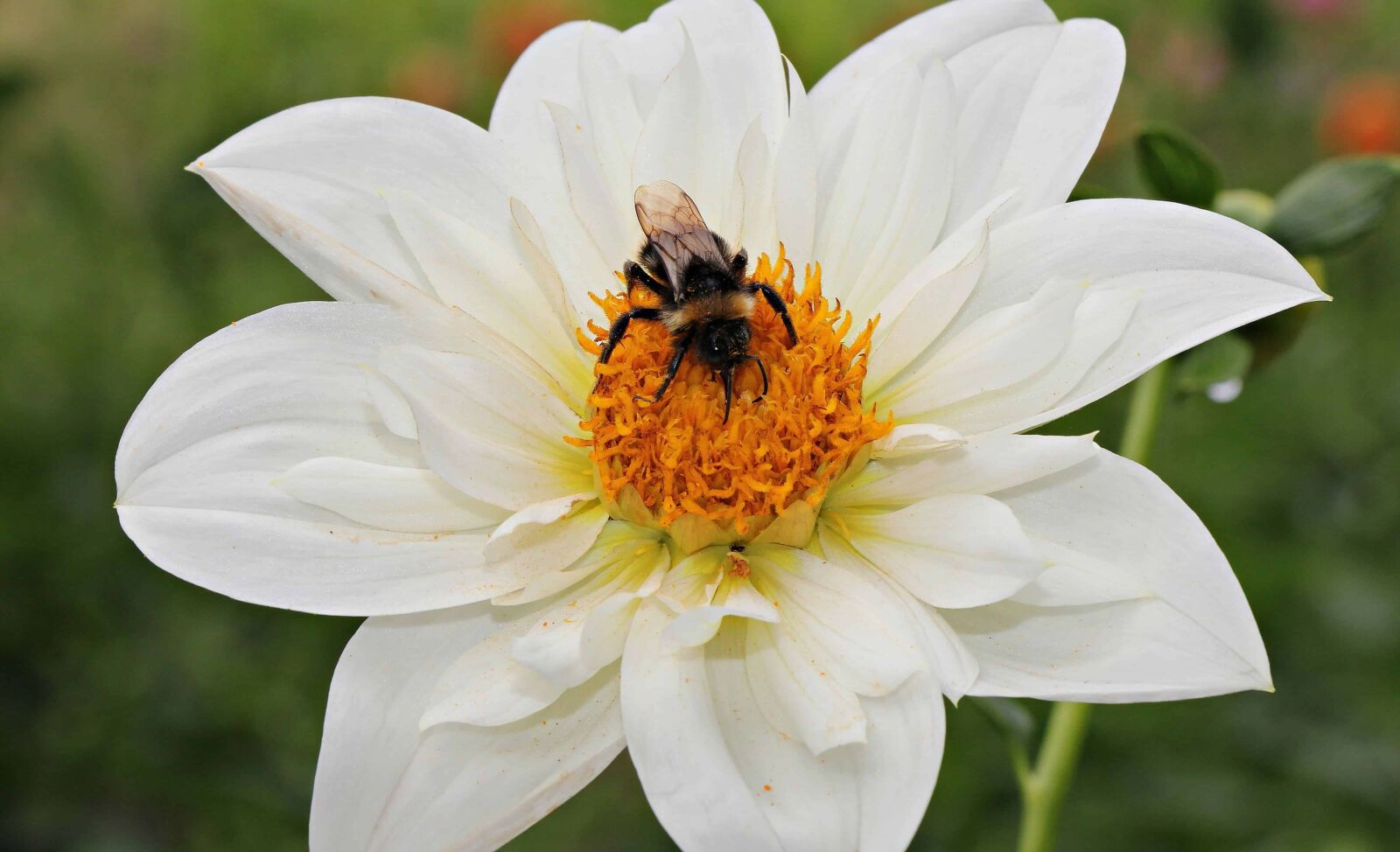 Canon EOS 550D (EOS Rebel T2i / EOS Kiss X4) sample photo. Bee, flower, summer, garden photography
