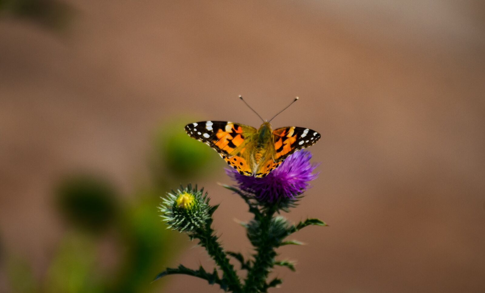 Nikon D7000 sample photo. Butterfly, nature, wild photography