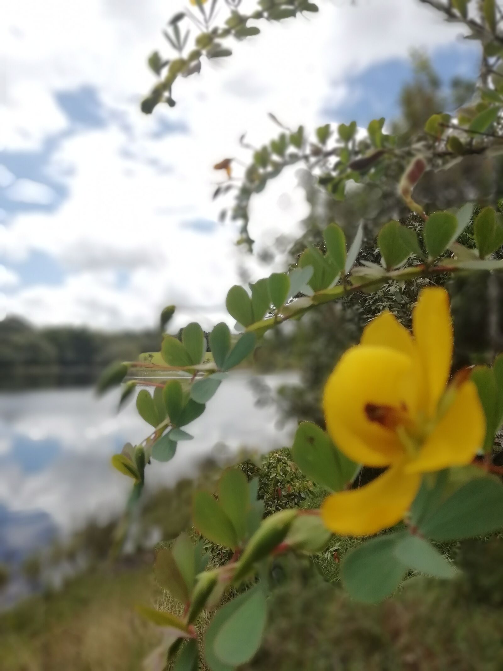 HUAWEI P SMART sample photo. Lake, flower, meditation photography