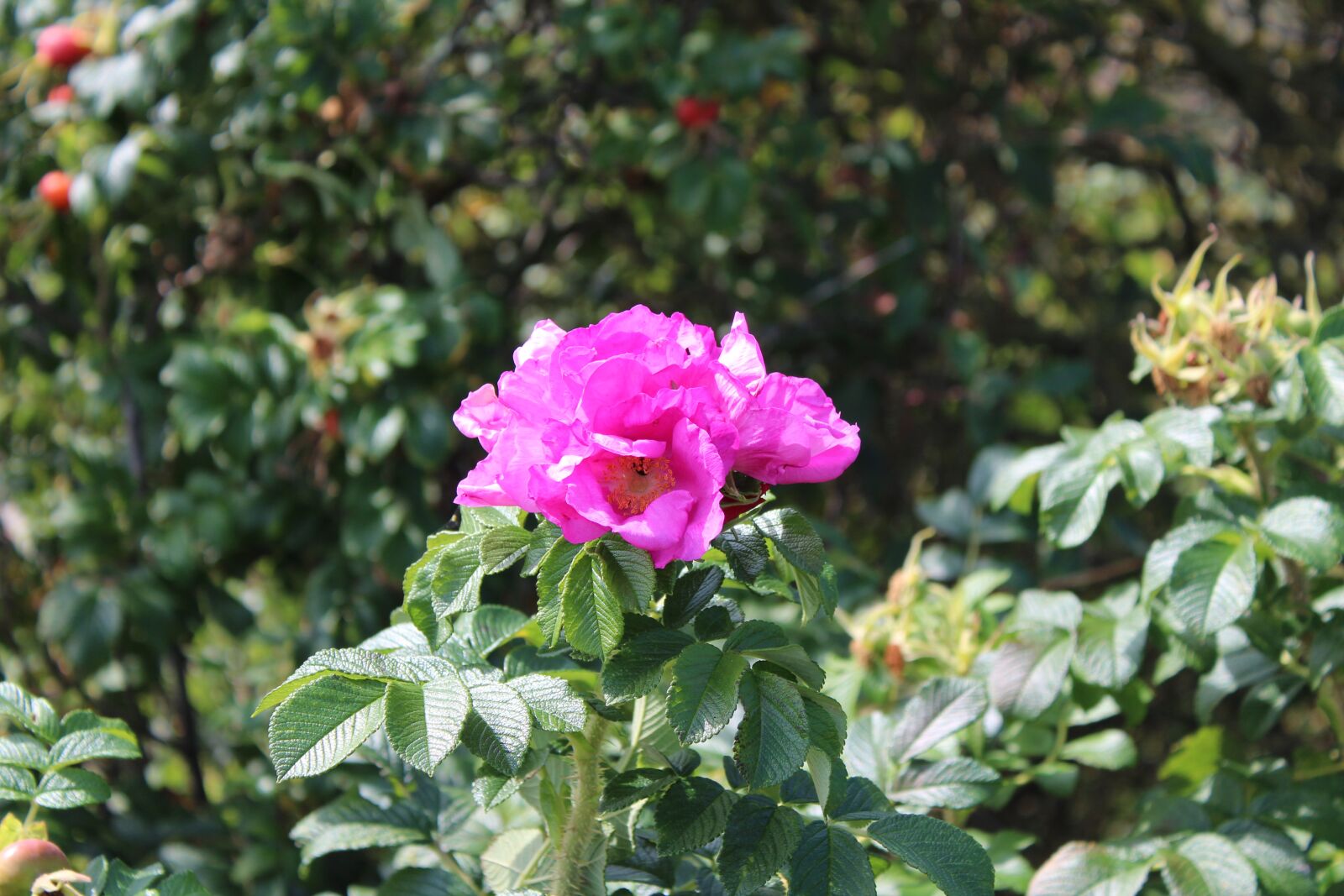 Canon EOS 1300D (EOS Rebel T6 / EOS Kiss X80) sample photo. Flowers, summer, nature photography