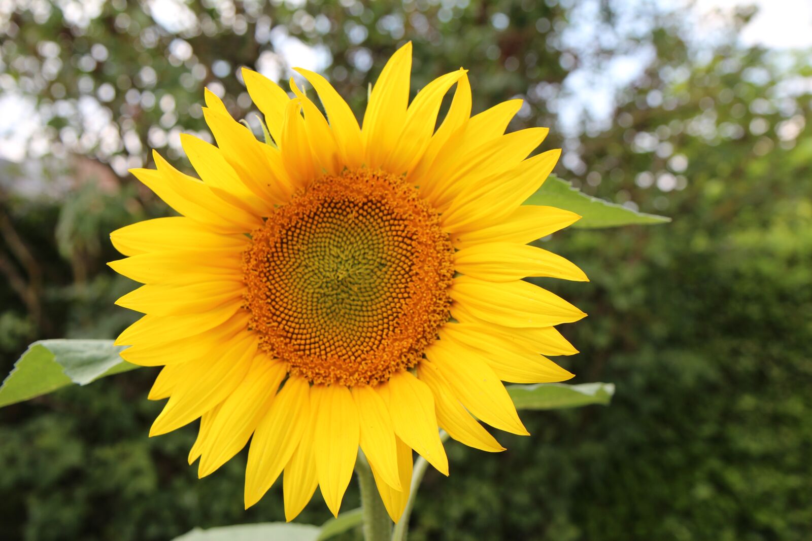 Canon EOS 600D (Rebel EOS T3i / EOS Kiss X5) sample photo. Sunflower, flower sun, yellow photography