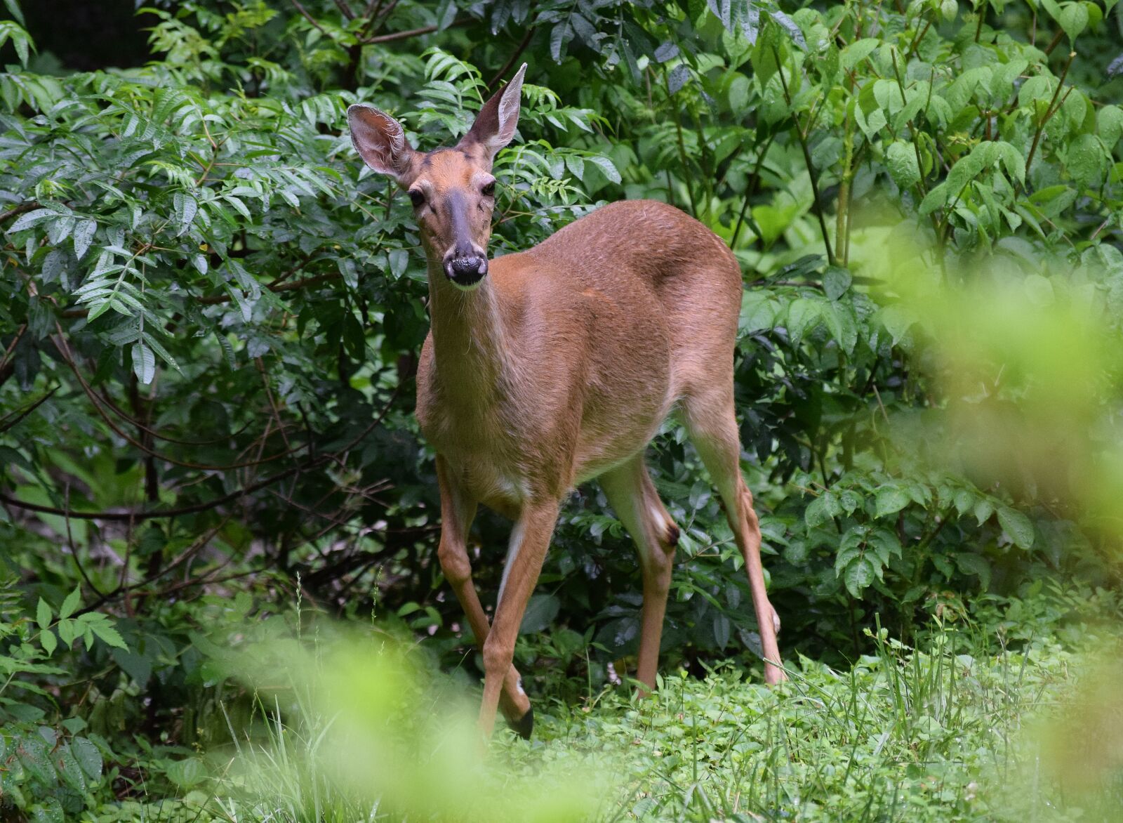 Nikon D3300 sample photo. Surprised deer, deer, white-tailed photography
