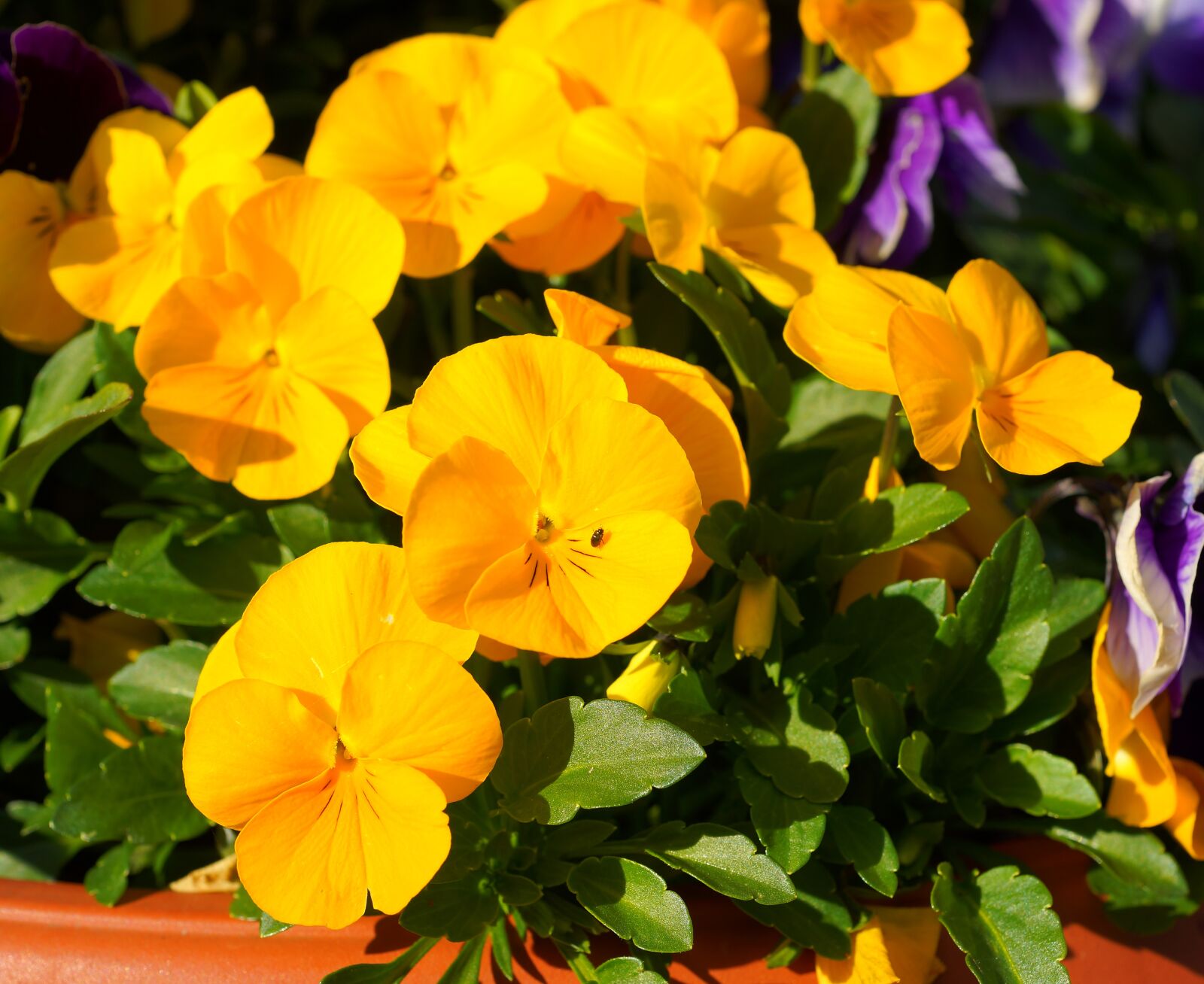 Sony a99 II sample photo. Pansy, yellow, flowers photography