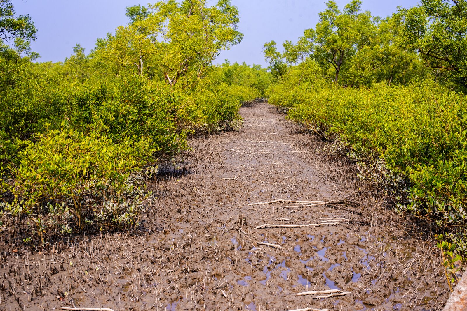 Nikon D750 sample photo. Sundarbons jungle, jungle, tree photography