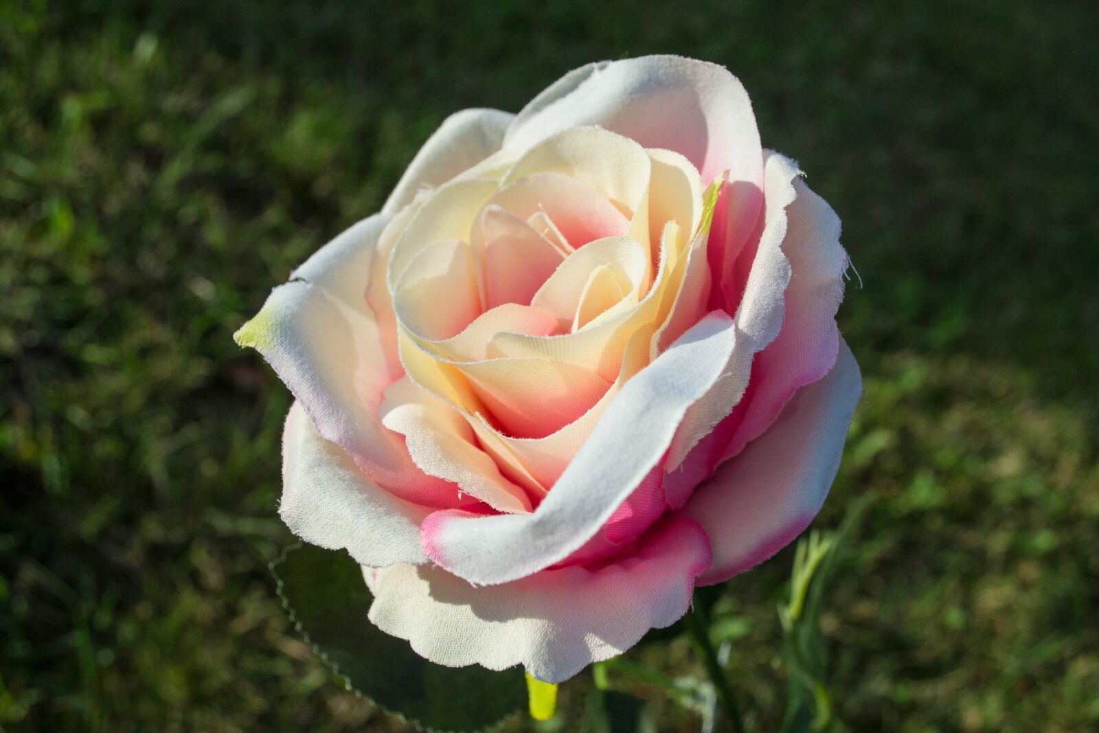 Nikon D3100 sample photo. Flower, outside, sun photography