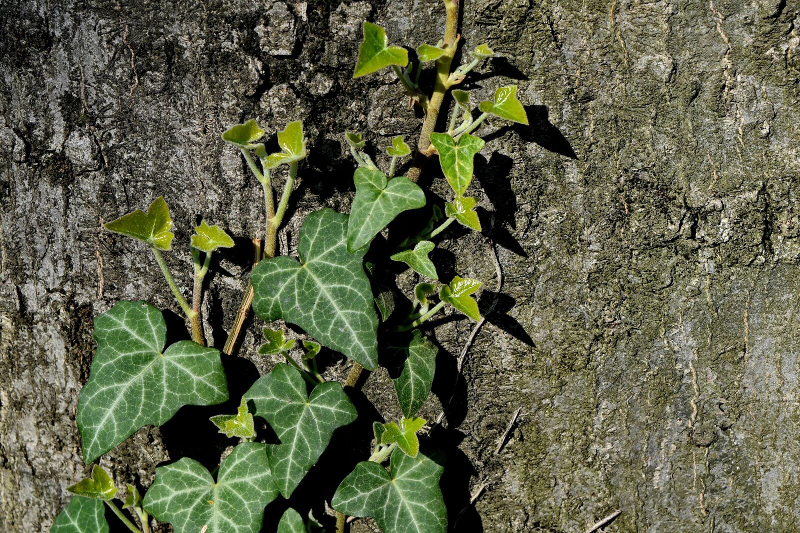 Nikon D5500 sample photo. Forest, tree, leaves, plant photography