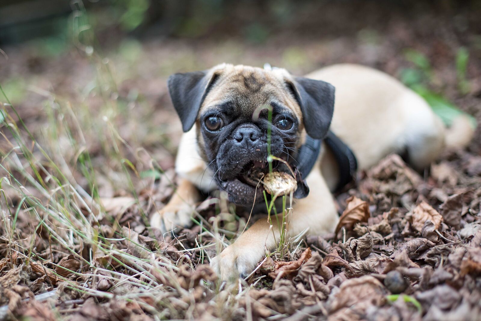 Canon EF 50mm F1.4 USM sample photo. Dog, pug, face photography