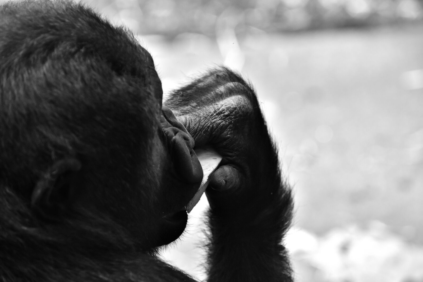 Nikon D7200 sample photo. Gorilla, feeding, hungry photography