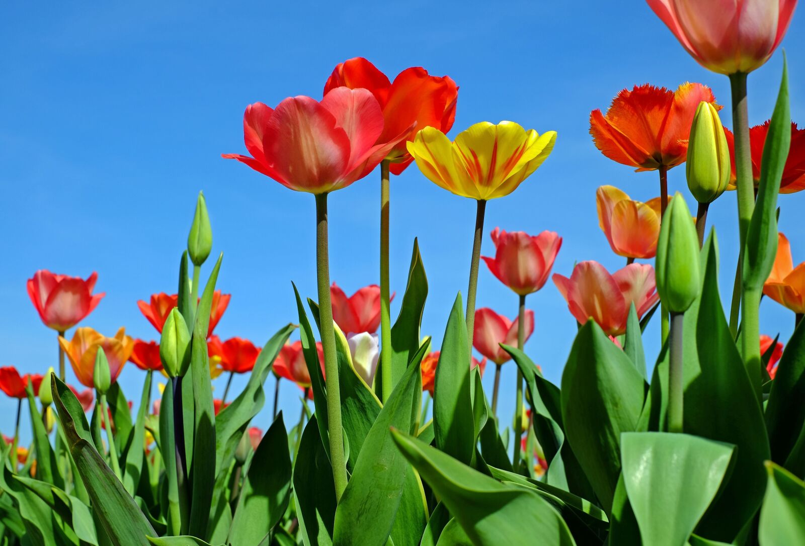 Fujifilm X-T10 + Fujifilm XF 35mm F1.4 R sample photo. Tulips, flowers, bloom photography