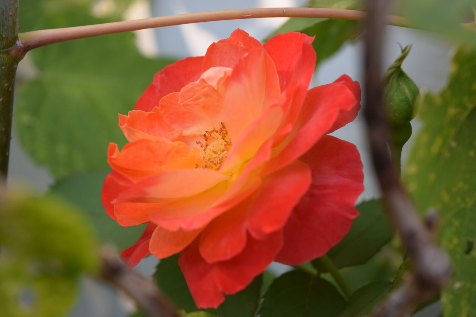 Nikon D3300 sample photo. Flower, garden, flower, rose photography