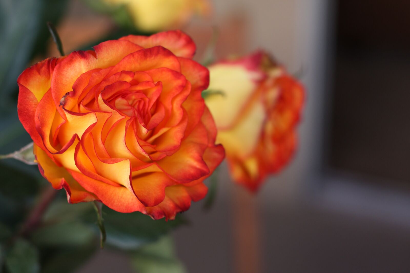Canon EOS 450D (EOS Rebel XSi / EOS Kiss X2) sample photo. Roses, red, two photography