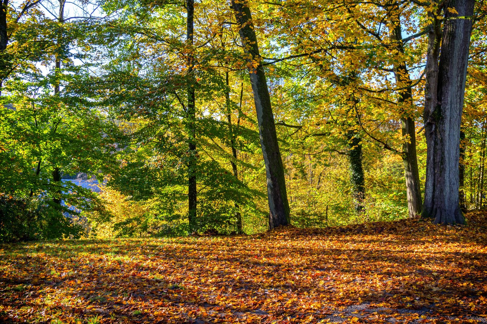 Nikon D3300 sample photo. Autumn, forest, leaves photography
