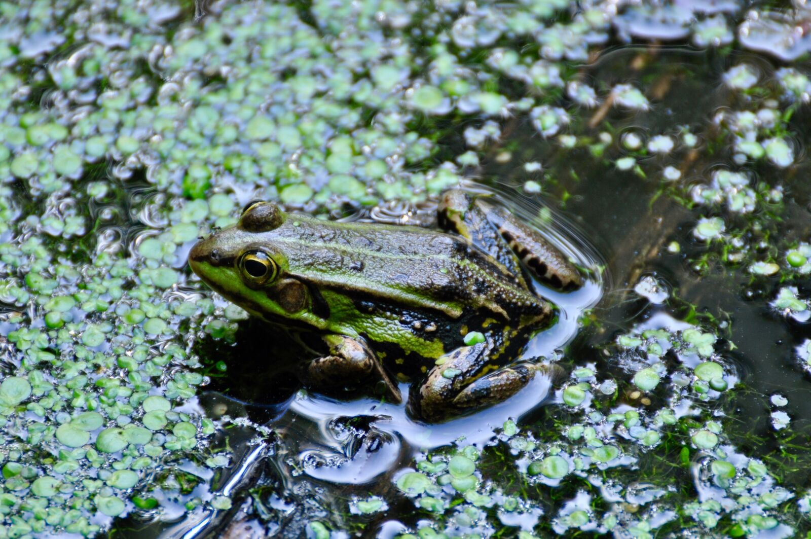 Nikon D90 sample photo. Frog, pond, waterweed photography