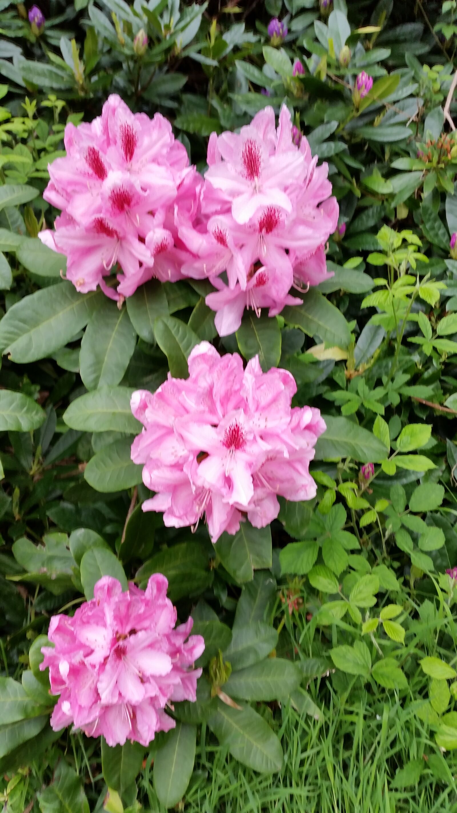 Samsung Galaxy S5 sample photo. Flowers, pink, nature photography