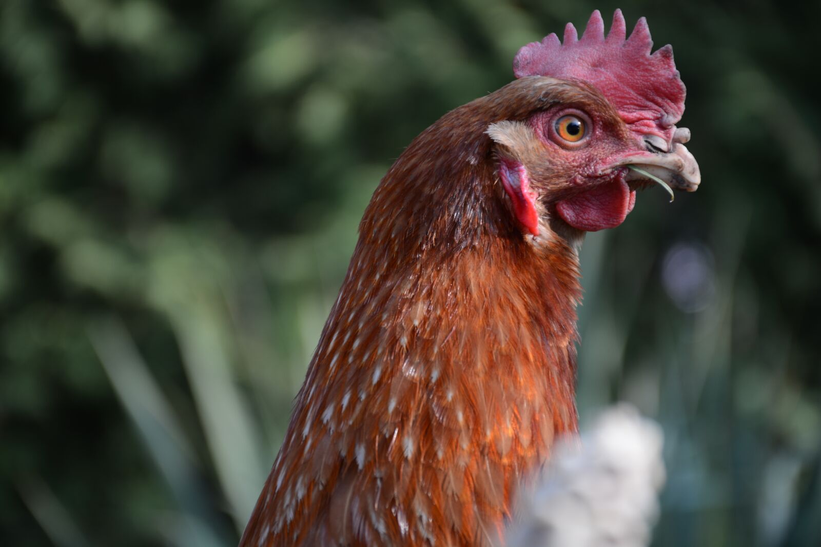 Nikon D7100 sample photo. Hen, egg, easter photography