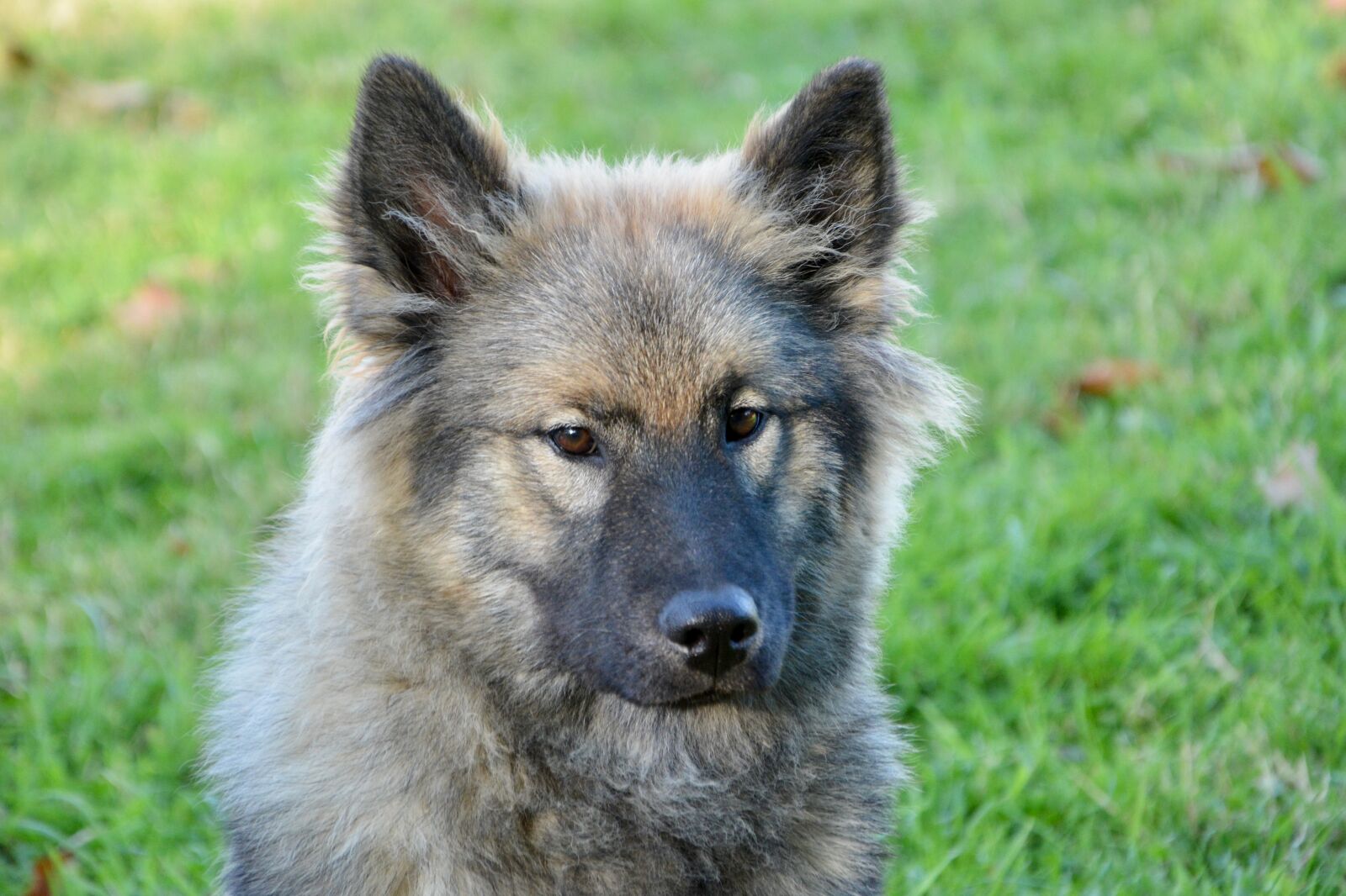 Nikon D5200 sample photo. Dog, bitch, dog eurasier photography