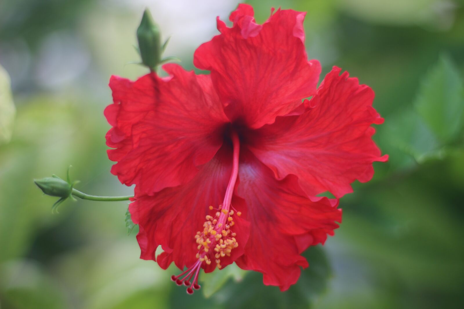 Canon EOS 600D (Rebel EOS T3i / EOS Kiss X5) + Canon EF 50mm F1.8 STM sample photo. Flower, hibiscus, hibiscus rosa-sinensis photography