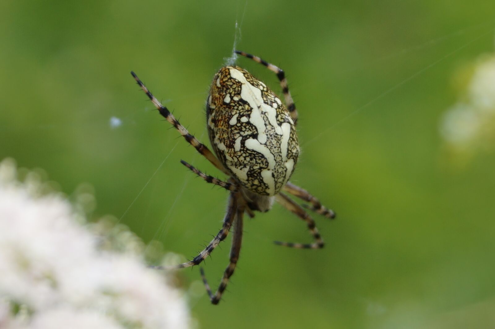 Sony DT 18-55mm F3.5-5.6 SAM II sample photo. Spin, fauna, bug photography