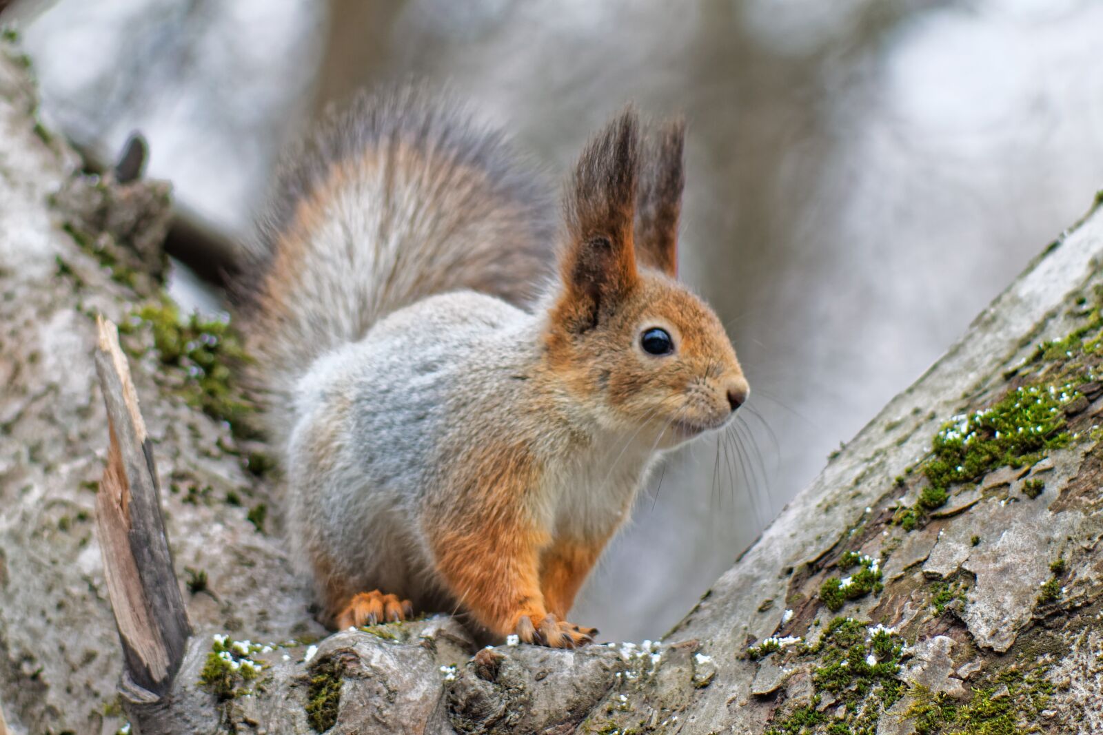 Canon EOS 500D (EOS Rebel T1i / EOS Kiss X3) sample photo. Squirrel, animal, nature photography