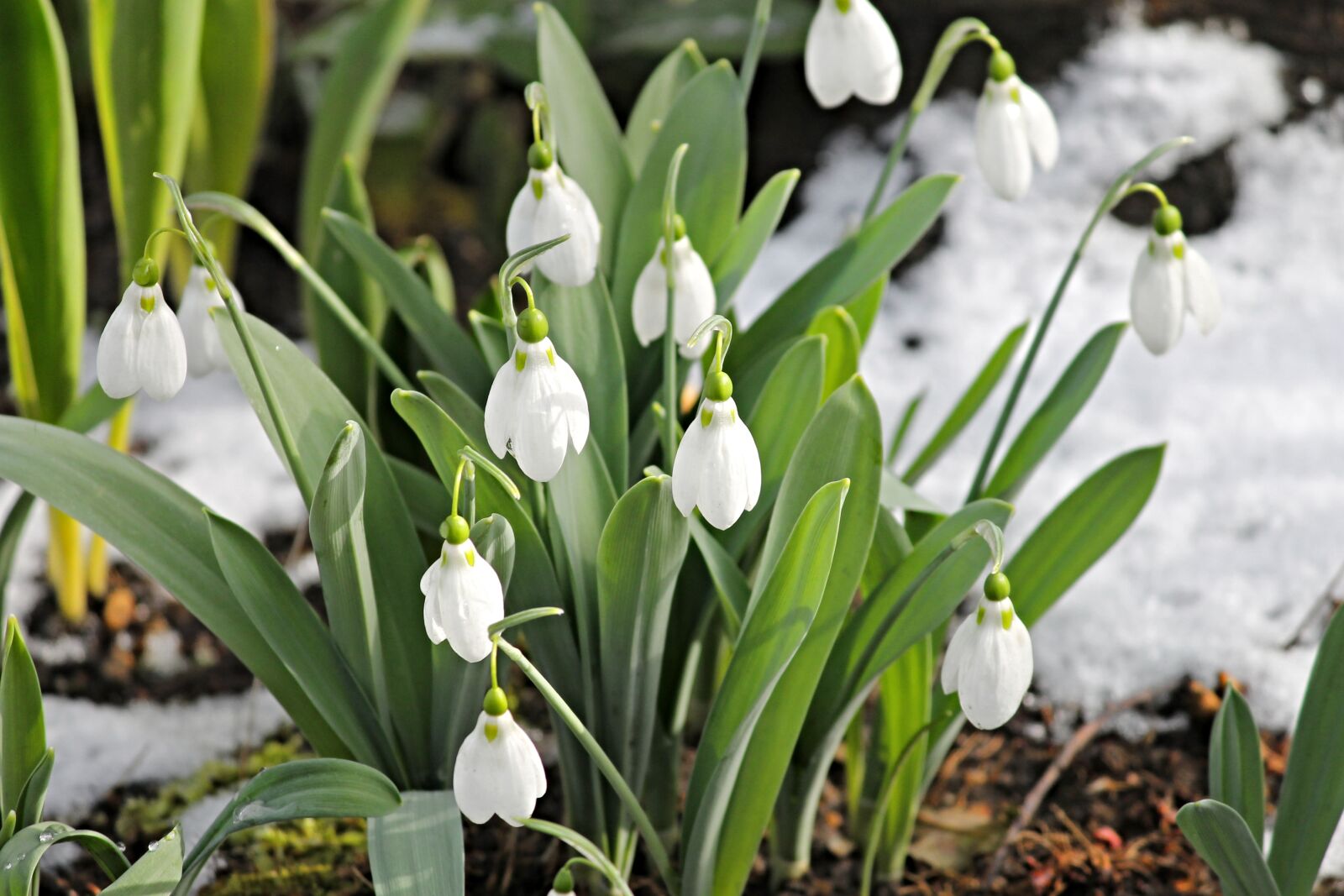 Canon EOS 1100D (EOS Rebel T3 / EOS Kiss X50) sample photo. Snowdrop, snow, cold photography