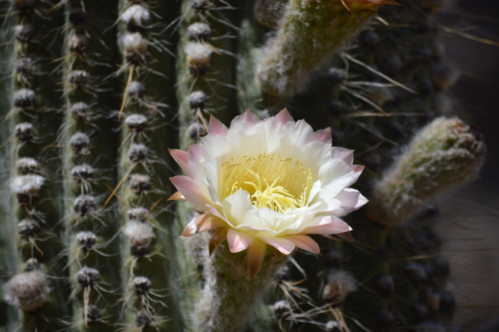 Nikon D3200 sample photo. Cactus, flower, arid photography