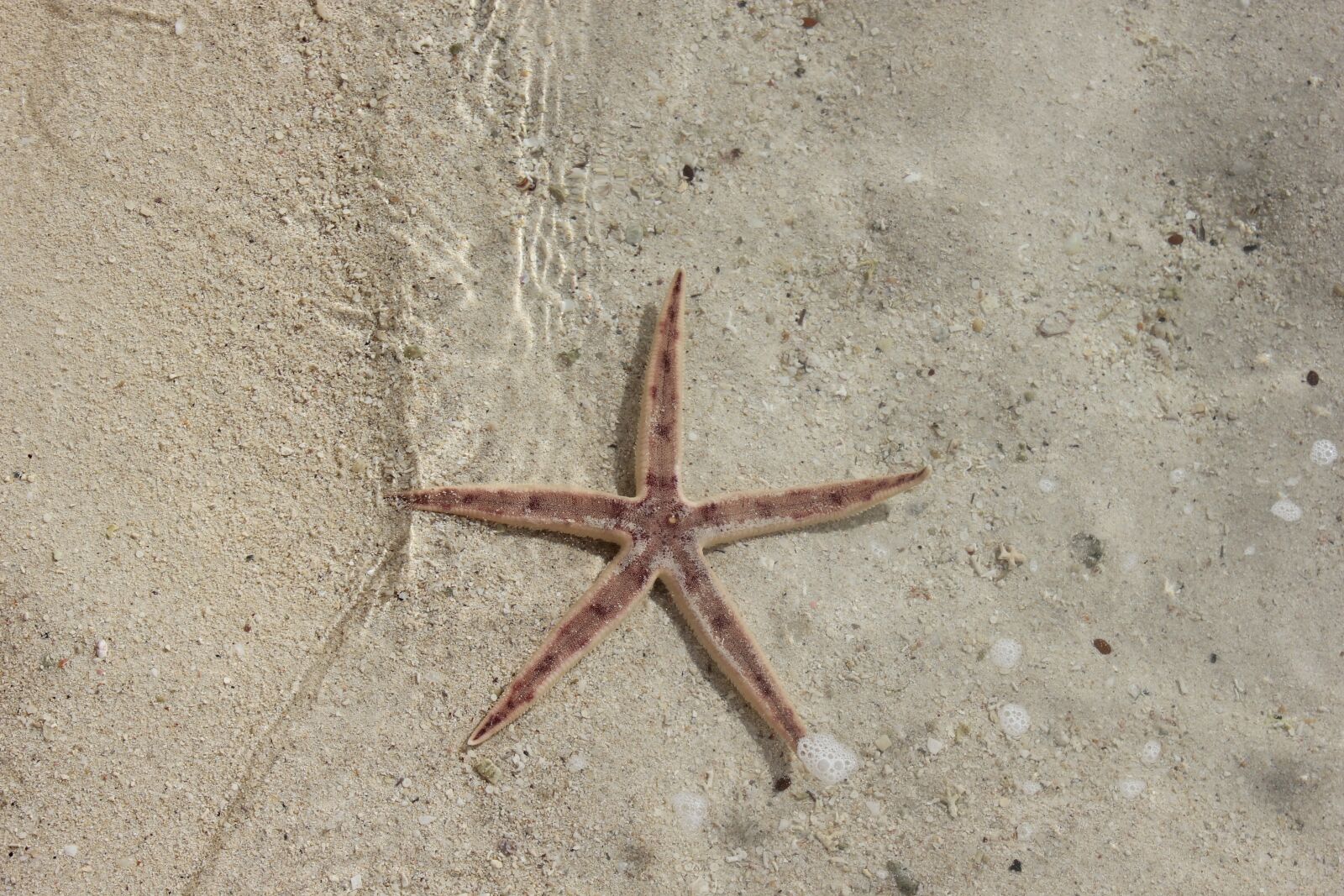 Canon EOS 550D (EOS Rebel T2i / EOS Kiss X4) sample photo. Sea star, lagoon, beach photography