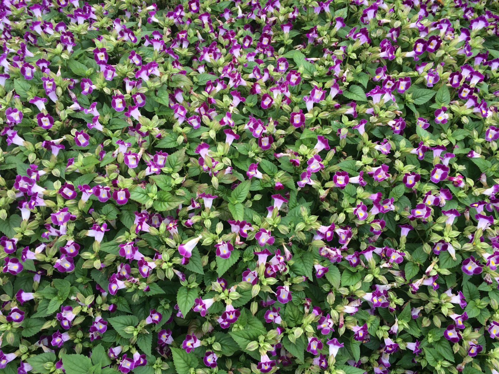 iPhone 5s back camera 4.15mm f/2.2 sample photo. Flowers, blue-violet, floret photography