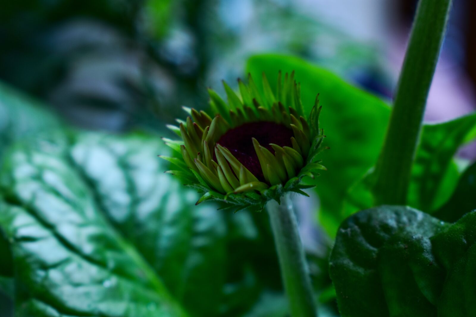 Nikon D3400 sample photo. Petal, flower photography