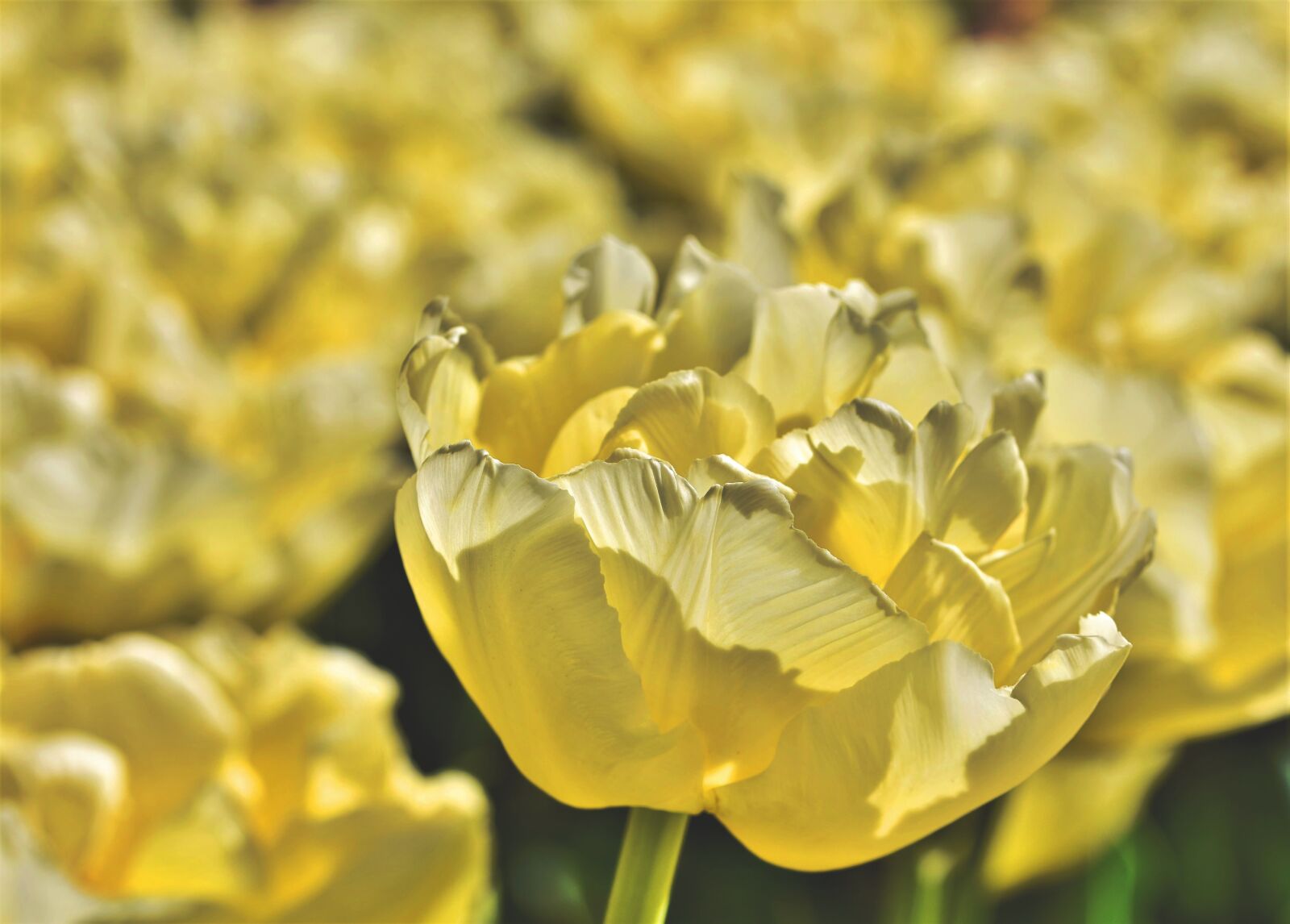 Nikon D7200 sample photo. Tulip, tulip field, blossom photography