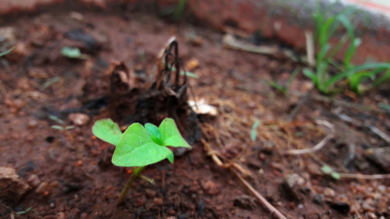 Samsung Galaxy A5(2016) sample photo