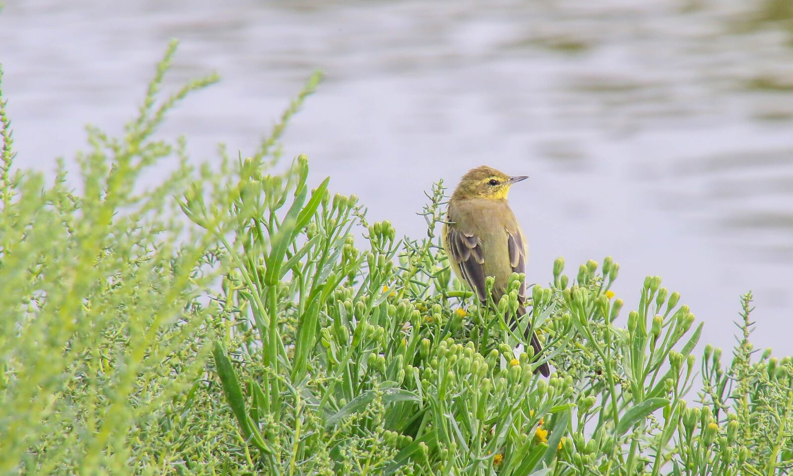 Canon EOS 70D sample photo. Bird, yellow, nature photography