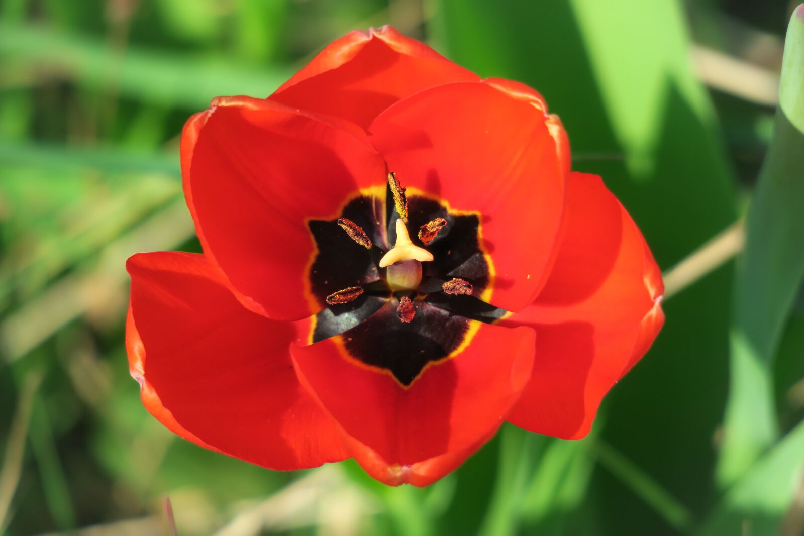 Canon PowerShot G3 X sample photo. Tulip, blossom, bloom photography