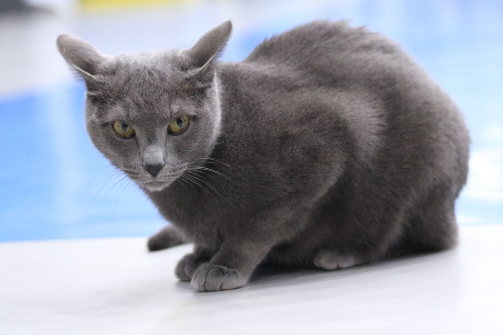 Canon EF 70-300mm F4-5.6 IS USM sample photo. Cat, russian blue photography